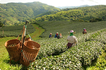 Boloven Plateau, Laos