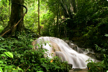 Tropisch regenwoud, Phang Nga provincie