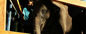 Illegale olifanten vangst wordt aangepakt
