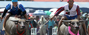 Buffalo Racing Festival in Chonburi