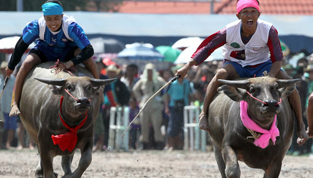 Buffalo Racing Festival in Chonburi