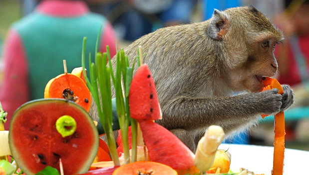 Monkey Buffet Festival in Lopburi