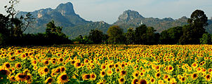 Het zonnebloem seizoen in Thailand