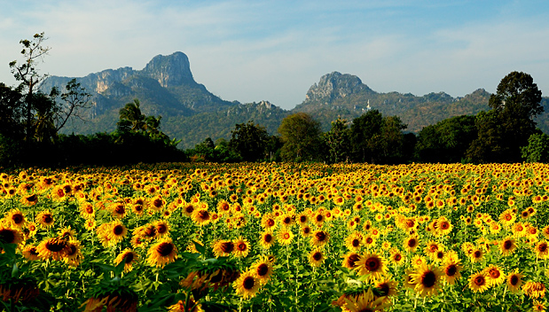 Het zonnebloem seizoen in Thailand