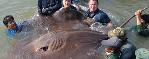 Gigantische pijlstaartrog aangetroffen in de Mae Klong rivier